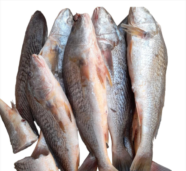 Croaker Fish - 6kg