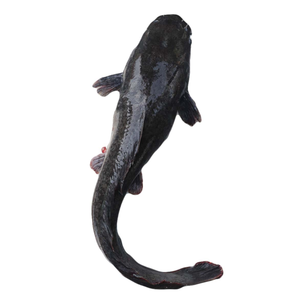 Cat Fish - 3Kg