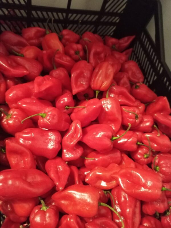 Scotch Bonnet Rodo - 2.5Kg