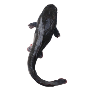 Cat Fish – 3Kg
