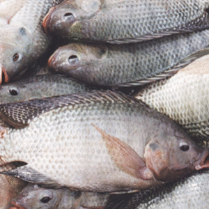 Tilapia Fish – 4kg