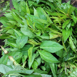 Shoko Vegetable