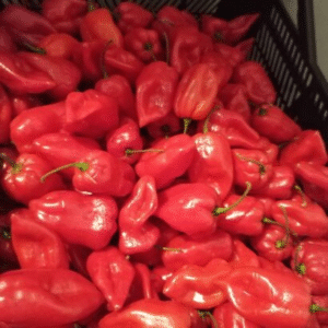 Scotch Bonnet Rodo – 2.5Kg